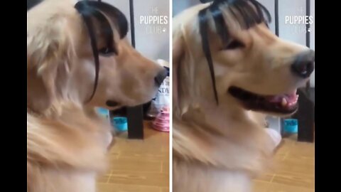 Dog Loves His New Hairstyle 🤣😂