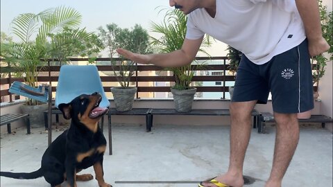 HOW TO TRAIN YOUR DOG TO SPEAK( BARKING) COMMAND, ROTTWEILER DOG TRAINING