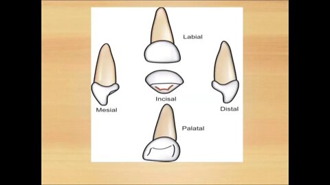 Pedodontics L10 (Morphology of Primary Anterior Teeth)