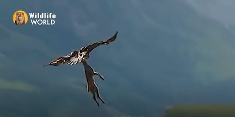 Eagles captures a Goat | Amazing Raptors and Eagle Attacks | Eagles vs Monkey, Fox and Snake