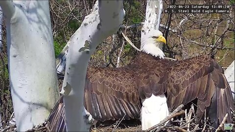 USS Eagles - Mom shields eaglets from sun