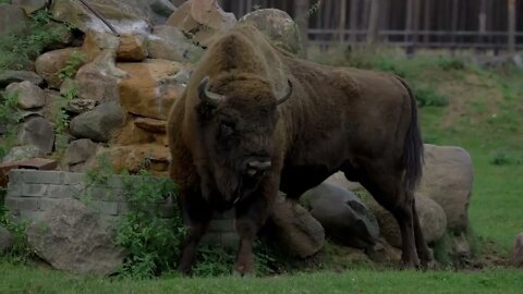 Wild european bison in the forest, reserve, Russia0