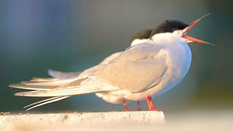 Common Tern Couple Trying to Enjoy a Peaceful Sunrise ...Too Many Loud Birds and Fountains