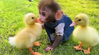 Baby monkey Bon Bon has fun playing with So cute ducklings in the garden and eats watermelon
