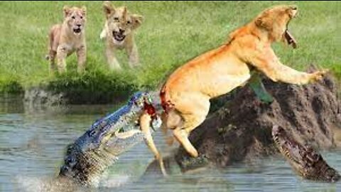 Horrible...Crocodile bit off a lion's tail when it tried to swim across the river. Lion vs Crocodile