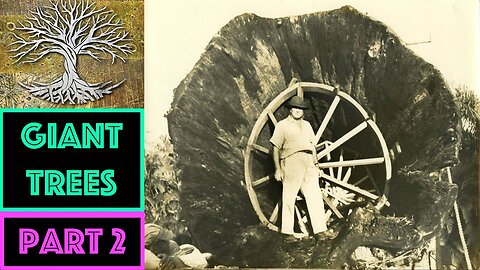 GIANT TREES OF FLORIDA (Part 2) *Graphic Footage* OWF#0020