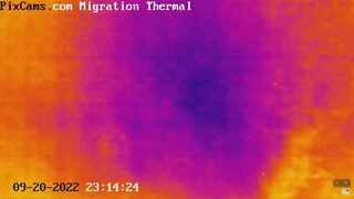 Fall Migration 2022 Thermal Camera - 9/12/2022 @ 23:13 - 19 birds in 1 1/2 min