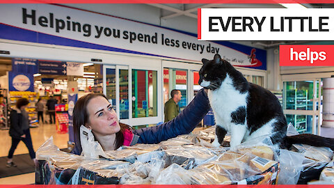 A fat cat has made a branch of TESCO its new home