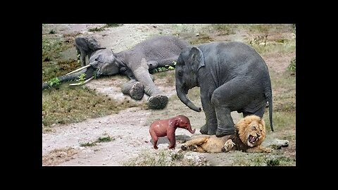 Amazing Elephant Herd Protect Mom & Newborn Elephant From Lion Pride Hunt, #Rumble channel