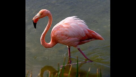 Pink flamingo