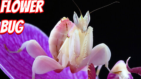 The Most Beautiful Mantis!