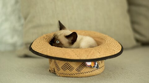 Siamese cat inside hat