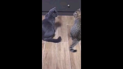 CATS short video |😄😄😄😄funny funny video
