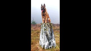 A Belgian Malinois In Scotland. On The Top Of A Mountain