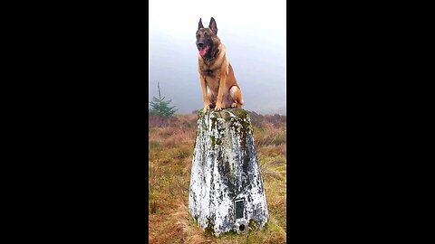 A Belgian Malinois In Scotland. On The Top Of A Mountain