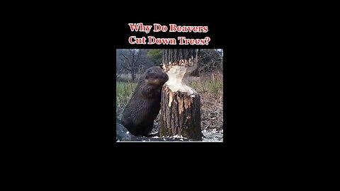 Why Do Beavers Cut Down Trees?