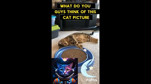 Cute Cat Gif