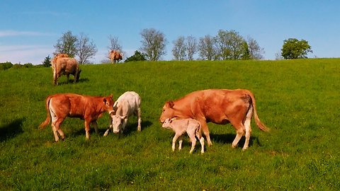 Loving Mother Cow Shows Protective Nature for Her Newborn Calf