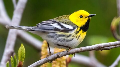 Townsend's Warbler - O Canto da Toutinegra de Townsend - Mariquita de Townsend