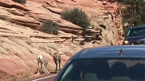 Rams Crossing the Road at Zion National Park