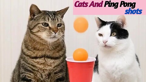 cats & ping pong trick shots