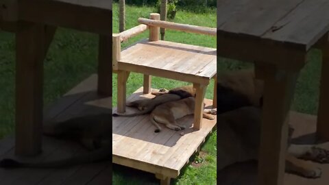 Two Lions Relaxing Together at the Zoo