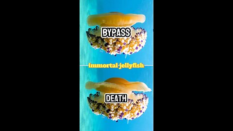 immortal jellyfish