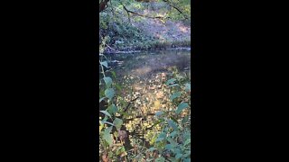 Wood Duck jumped off creek