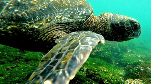 Drifting on the current with gigantic Pacific green sea turtles