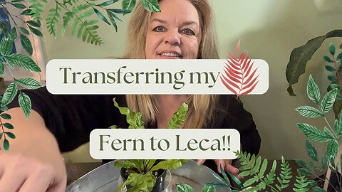 🌿 Transferring my Crispy Wave Fern to Leca!! 🪨