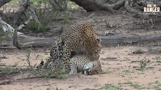 WILDlife: Pairing Leopards At Eye Level