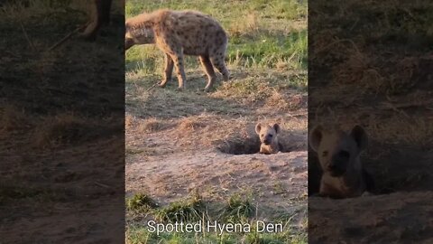 Maasai Mara Sightings Today 15/09/21 (Lions, Cheetah, Hyena, etc) | Zebra Plains | #shorts