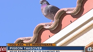 Neighbors say pigeons are taking over southwest Las Vegas neighborhood
