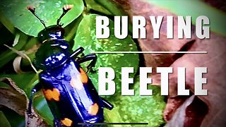 Burying Beetle (Nicrophorus Carolina)
