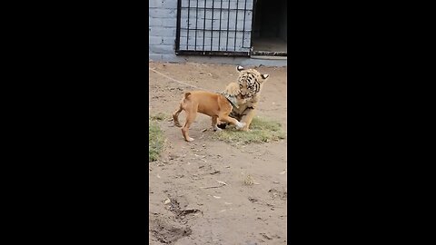 Tiger and dog cute baby’s fighting 🥰😅😅 #rumble #shorts