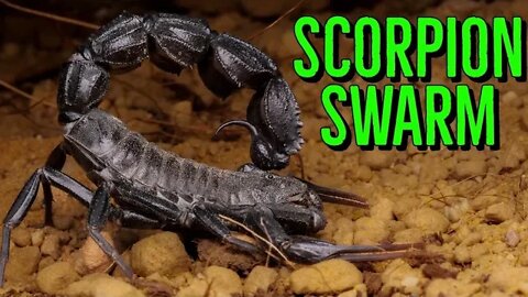 Deadly Scorpions SWARM Egyptian City - The TRUTH!