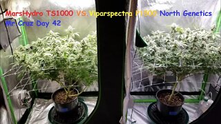 "APPLES TO APPLES? SIDE BY EACH" ep 6 Day 42 North Genetics Mr.Cruz 👽 Mars TS1000 Viparspectra P1500