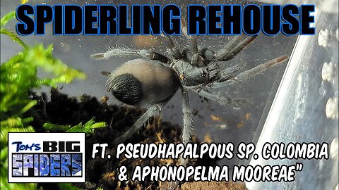 Spiderling Rehousings ft. A. mooreae (and Tarantula Cribs)