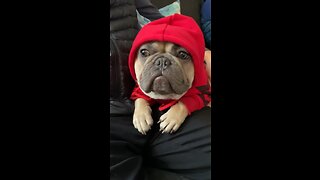 Parents Just Don’t Understand | Mochi The French Bulldog
