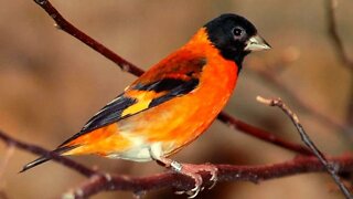 Pássaro TARIM, o Pintassilgo Venezuelano - Red Siskin