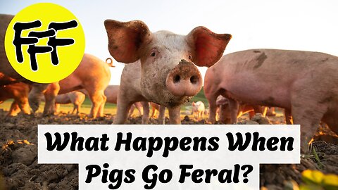 What Happens When Pigs Go Feral?