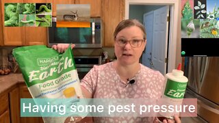 How I take care of pests in my organic garden