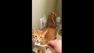 KITTY BRUSH YOUR TEETH DAY 2