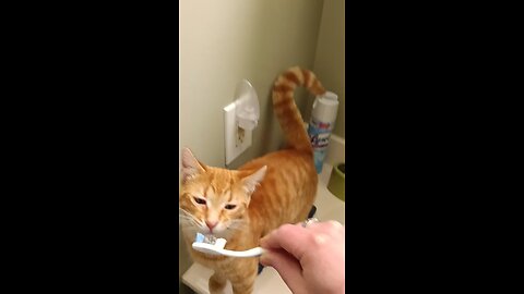 KITTY BRUSH YOUR TEETH DAY 2