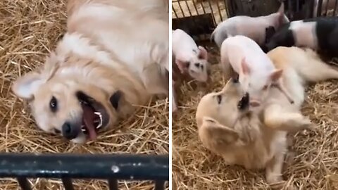 Friendly Pup Shares Playful Bond With Farm Pigs