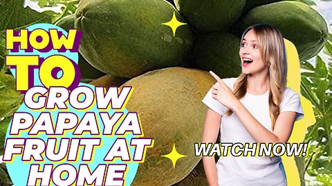 How to Papaya Fruit at Home I Papaya Fruit Melon I Amazed Gardening I Gardening Tips I Supervd