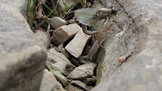 Birth of a dragonfly captured on camera