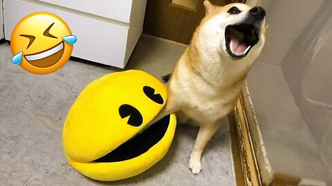 Funny dog compilation😂😂😂