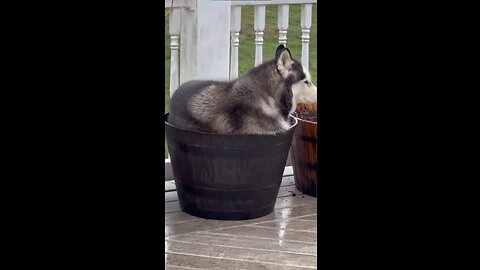 LOOK AT THIS SIBERIAN HUSKY