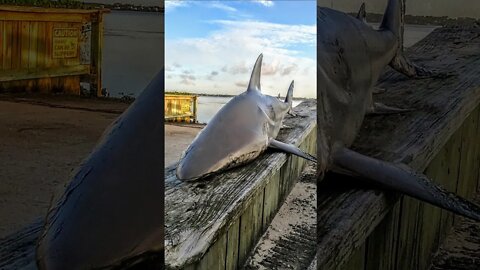 Shark fishing (Atlantic Beach) NC #shorts